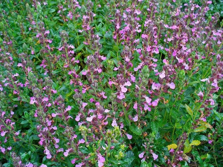 Teucrium Chamaedrys - 9cm Pot