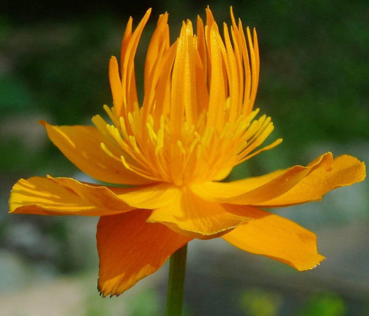 1 x Trollius Chinensis Golden Queen - 9cm Pot