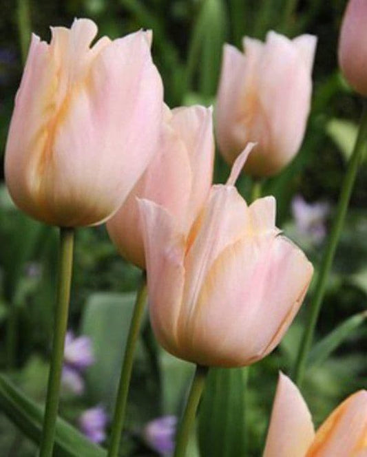 1 x TULIP Apricot Beauty 10/11cm x 10 Bulbs