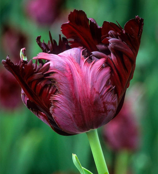 1 x TULIP Black Parrot 10/11cm x 10 Bulbs