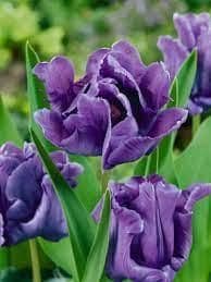 1 x TULIP Blue Parrot 10/11cm x 10 Bulbs