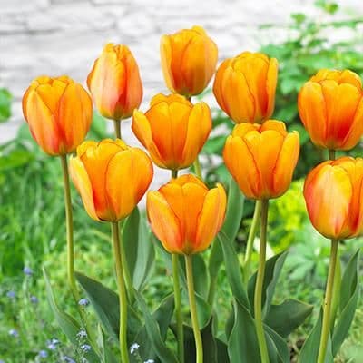1 x TULIP Blushing Apeldoorn 10/11cm x 10 Bulbs