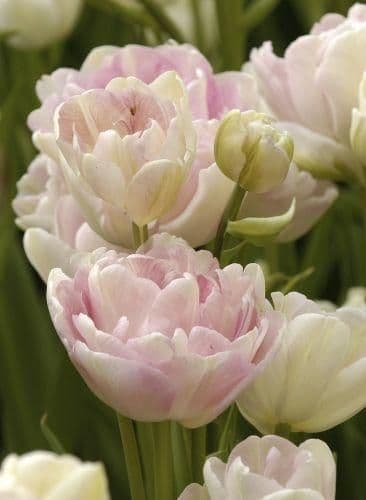 1 x TULIP D/E Angelique 10/11cm x 10 Bulbs