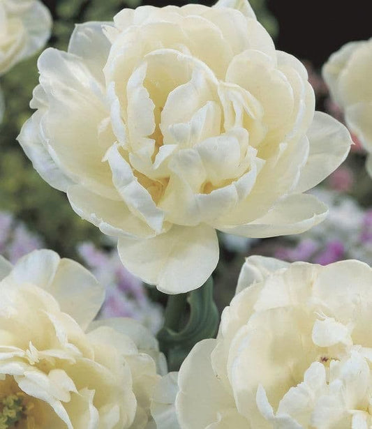 1 x TULIP D/E Mount Tacoma 10/11cm x 10 Bulbs
