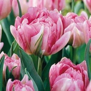 1 x TULIP D/E Peach Blossom 10/11cm  x 10 Bulbs