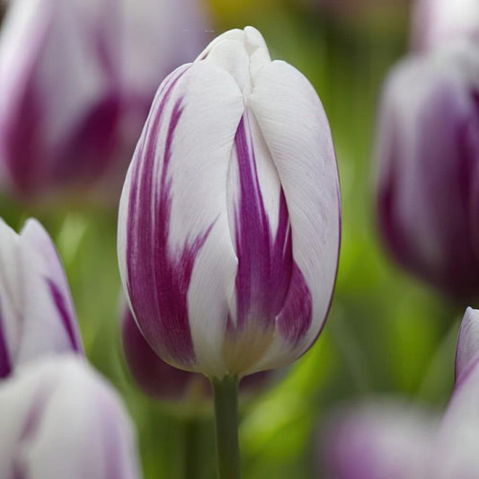 1 x TULIP Flaming Flag 10/11cm x 10 Bulbs