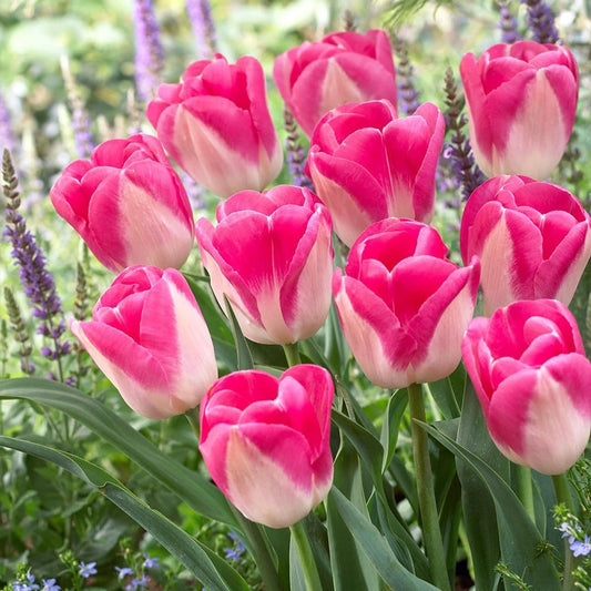 1 x TULIP Innuendo 10/11cm x 10 Bulbs