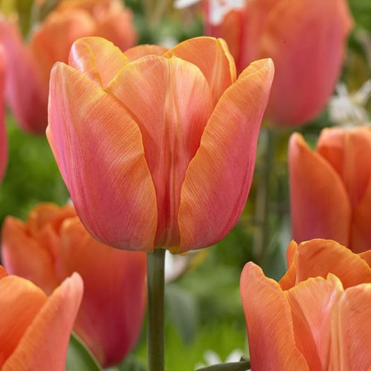 1 x TULIP Jimmy 10/11cm x 10 Bulbs