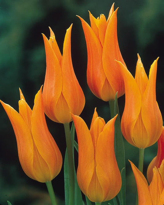1 x TULIP Lily Flowered Ballerina 10/11cm x 10 Bulbs