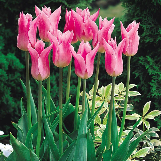 1 x TULIP Lily flowered China Pink 10/11cm x 10 Bulbs