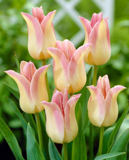 1 x TULIP Lily flowered Elegant Lady 10/11cm x 10 Bulbs
