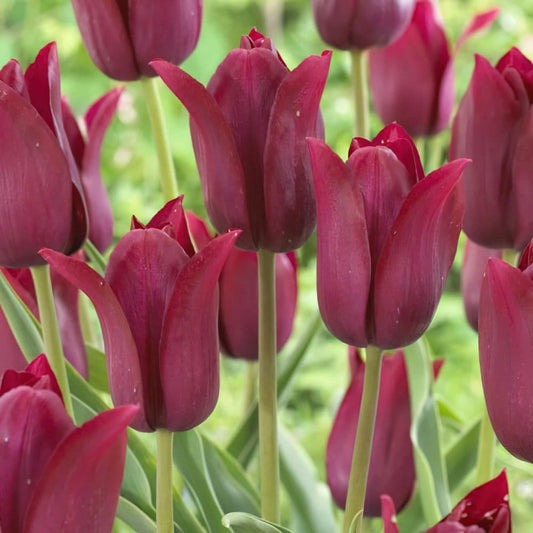 1 x TULIP lily Flowered Merlot 10/11cm x 10 Bulbs