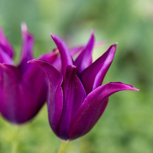 1 x TULIP lily Flowered Purple Dream 10/11cm x 10 Bulbs