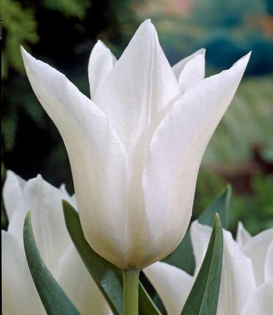 1 x TULIP Lily Flowered White Triumphator 10/11cm x 10 Bulbs
