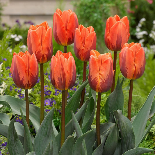 1 x TULIP Princess Irene 10/11cm x 10 Bulbs