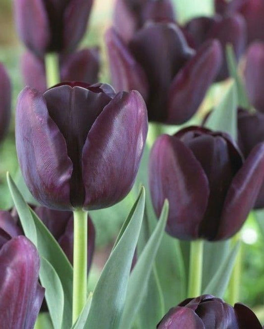 1 x TULIP Queen of Night 10/11cm x 10 Bulbs