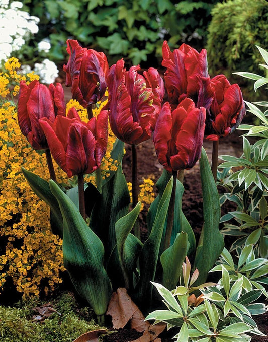 1 x TULIP Rococco (parrot) 10/11cm x 10 Bulbs