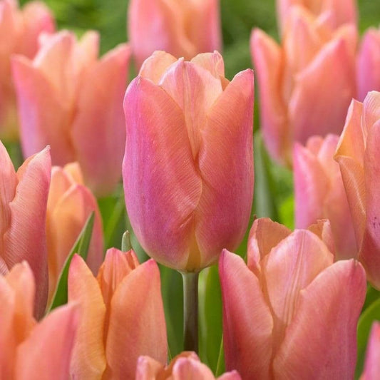 1 x TULIP Salmon Prince 10/11cm x 10 Bulbs