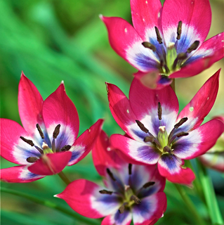 1 x TULIP species Little Beauty 6/7cm x 10 Bulbs