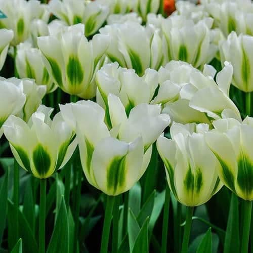 1 x TULIP viridiflora Spring Green 10/11cm x 10 Bulbs
