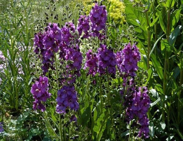 1 x VERBASCUM phoeniceum - 9cm Pot