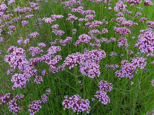 1 x VERBENA bonariensis - 9cm Pot