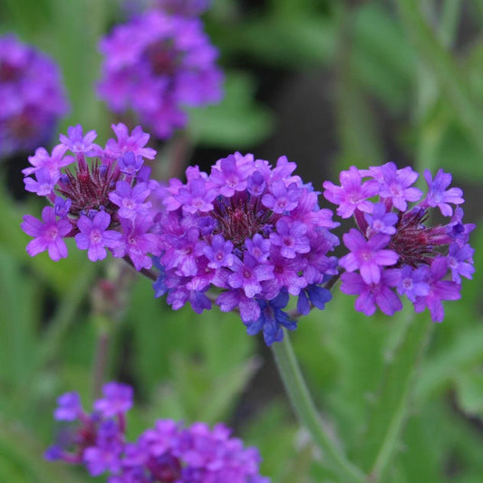 1 x Verbena rigida - 9cm Pot