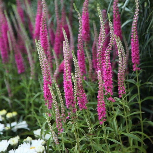 1 x Veronica spicata Anniversary Rose - 9cm pot