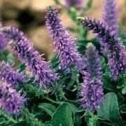 VERONICA spicata Nana Blauteppich - 9cm Pot