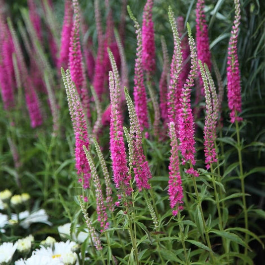 1 x Veronica spicata Red Fox - 9cm Pot