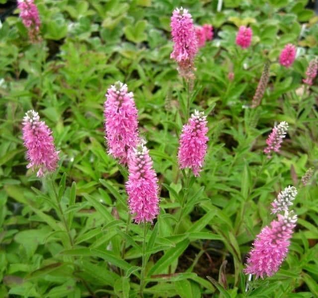 1 x Veronica Spicata Rosa Zwerg - 9cm Pot