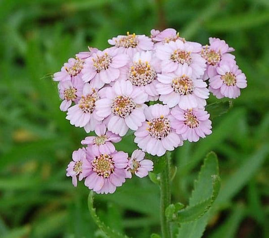 Achillea Sibirica Love Parade - 9cm Pot