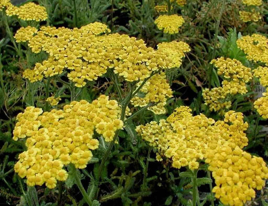 Achillea Tomentosa Aurea - 9cm Pot