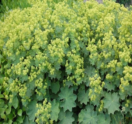 Alchemilla Mollis - 9cm Pot