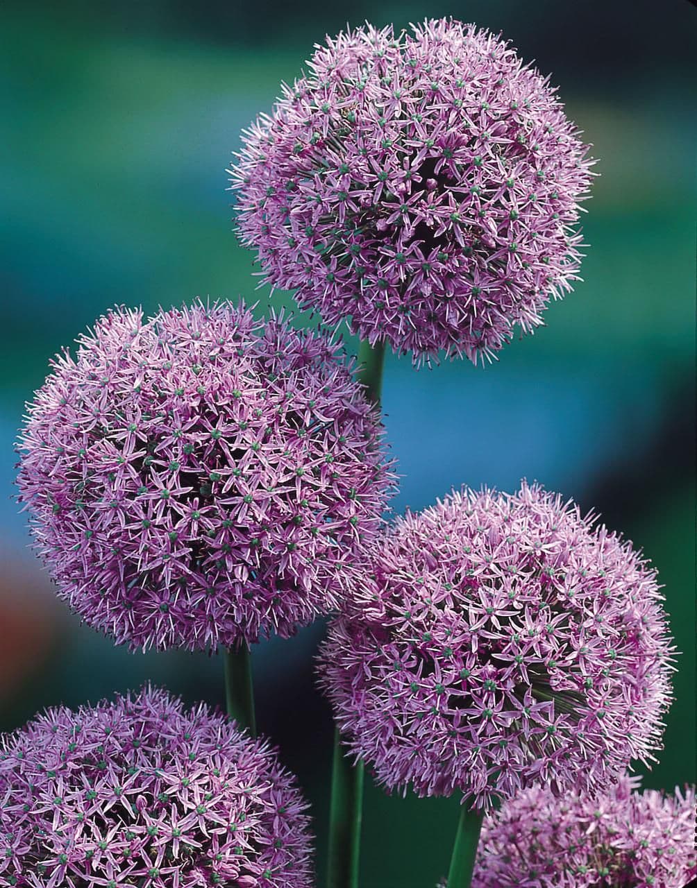 ALLIUM Gladiator 18/20cm x 10 Bulbs