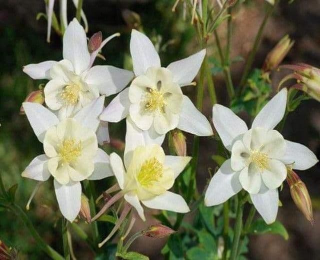 Aquilegia Caerulea Spring Magic White - 9cm Pot