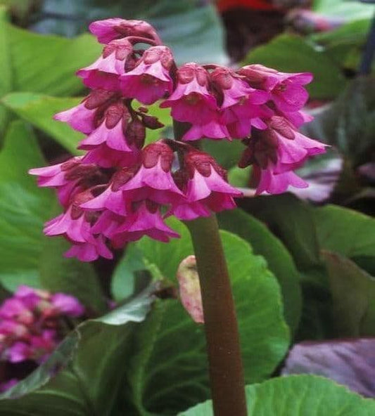 Bergenia Cordifolia Shoeshine Rose - 9cm Pot