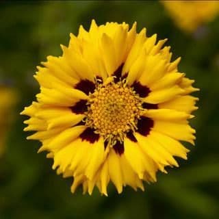 COREOPSIS grandiflora Andiamo Yellow Red - 9cm Pot