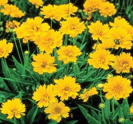 Coreopsis grandiflora Early Sunrise - 9cm Pot