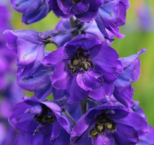 Delphinium Black Knight - 9cm Pot