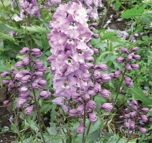 Delphinium Magic Fountain Deep Rose - 9cm Pot