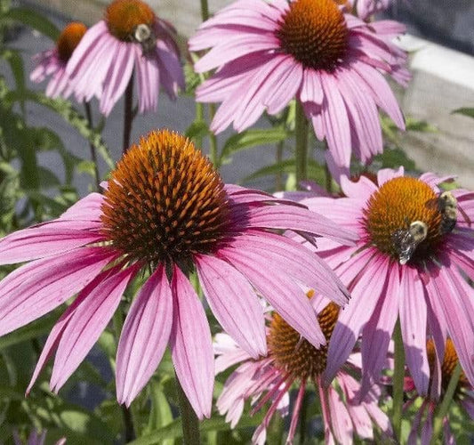 Echinacea Purpurea Magnus - 9cm Pot