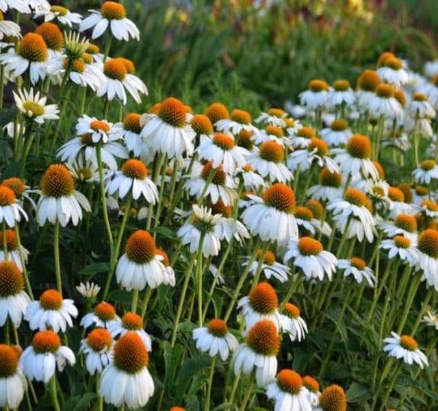 Echinacea Purpurea PowWow White - 9cm Pot