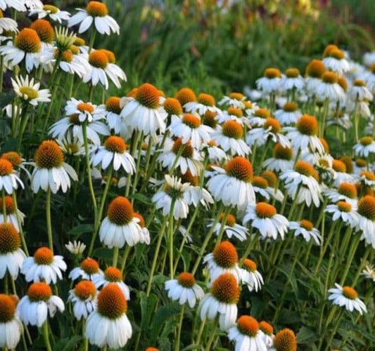 Echinacea Purpurea PowWow White - 9cm Pot
