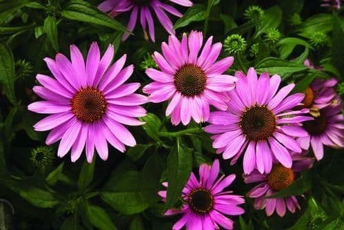 ECHINACEA purpurea Prairie Splendor Deep Rose - 9cm Pot