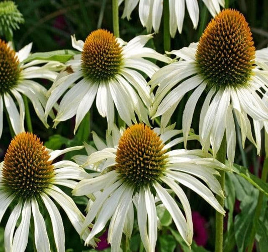 Echinacea Purpurea White Swan - 9cm Pot