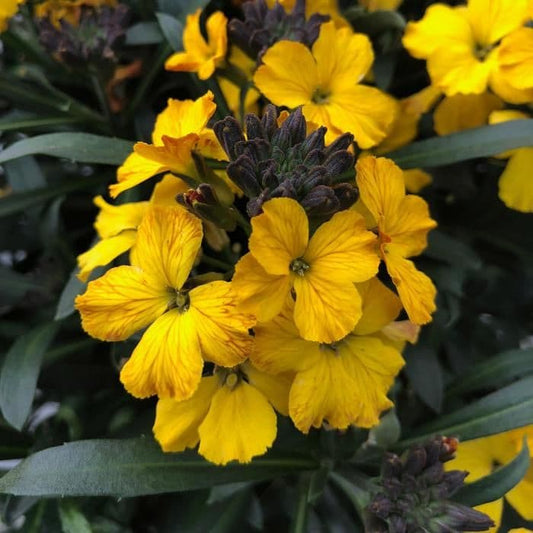 ERYSIMUM linifolium Erysistible Yellow - 9cm pot