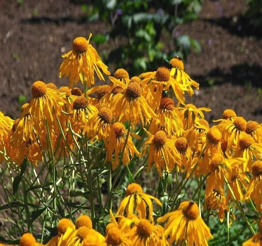 Helenium Hoopesii - 9cm Pot