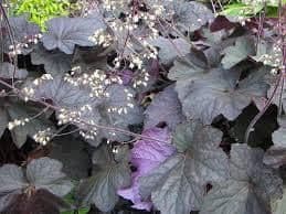 HEUCHERA micrantha Palace Purple - 9cm Pot