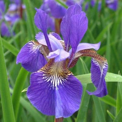 Iris sibirica Blue King - 9cm Pot